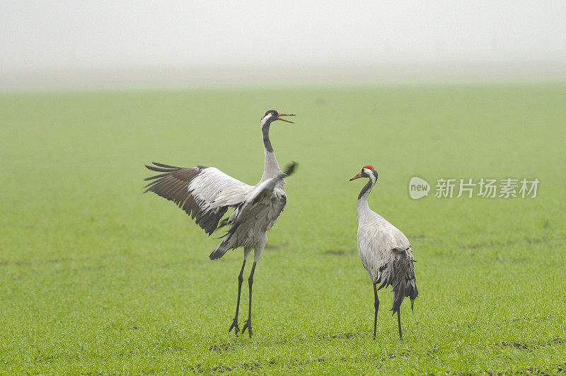 在迁徙季节的普通鹤(Grus Grus)